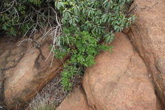 Solanum rubetorum