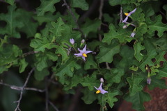 Solanum rubetorum