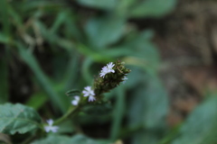 Pseudelephantopus spiralis