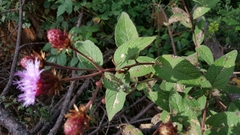Vernonia alamanii