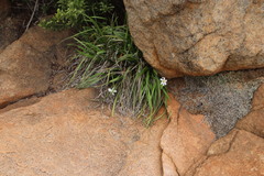 Xerophyta adendorffii