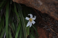 Xerophyta adendorffii