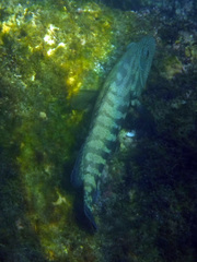 Cephalopholis panamensis