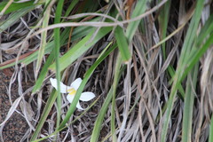 Xerophyta adendorffii