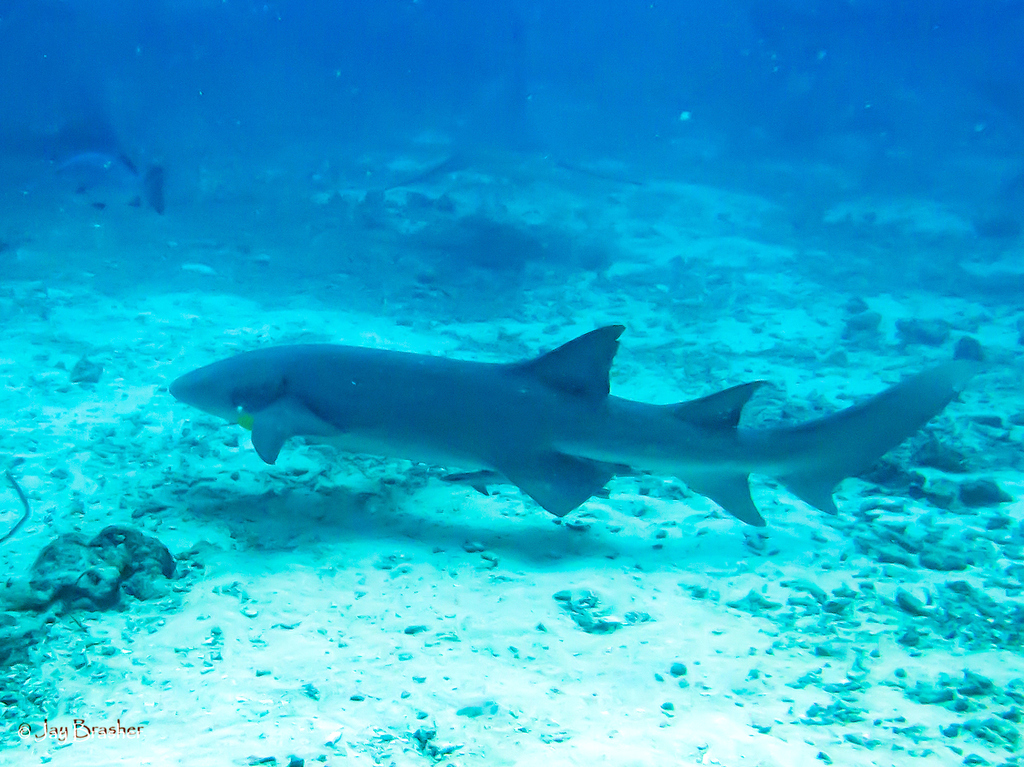 Tawny nurse shark cruising over sandy reef floor