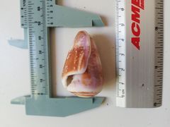 Conus purpurascens