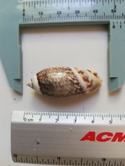 Agaronia gibbosa