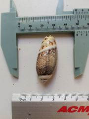 Agaronia gibbosa