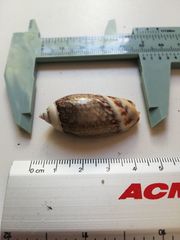 Agaronia gibbosa