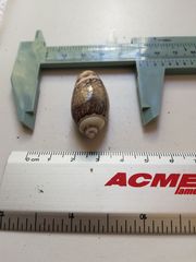 Agaronia gibbosa