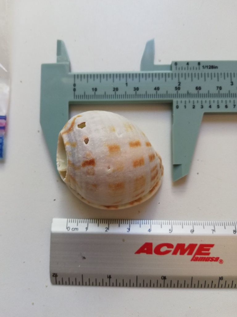 Semicassis centiquadrata