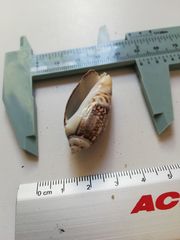 Agaronia gibbosa