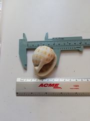 Semicassis centiquadrata