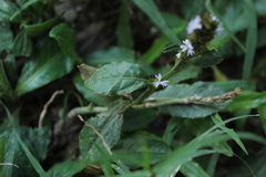 Pseudelephantopus spiralis