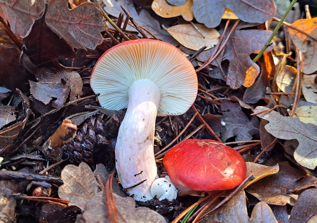 Russula rhodocephala · November 2025 · photo: © dgwdoesthings (iNaturalist, cc0)
