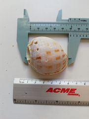 Semicassis centiquadrata