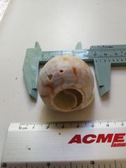 Semicassis centiquadrata