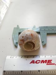 Semicassis centiquadrata