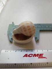 Semicassis centiquadrata