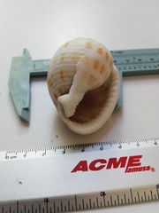 Semicassis centiquadrata