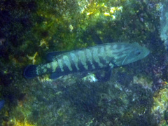 Cephalopholis panamensis