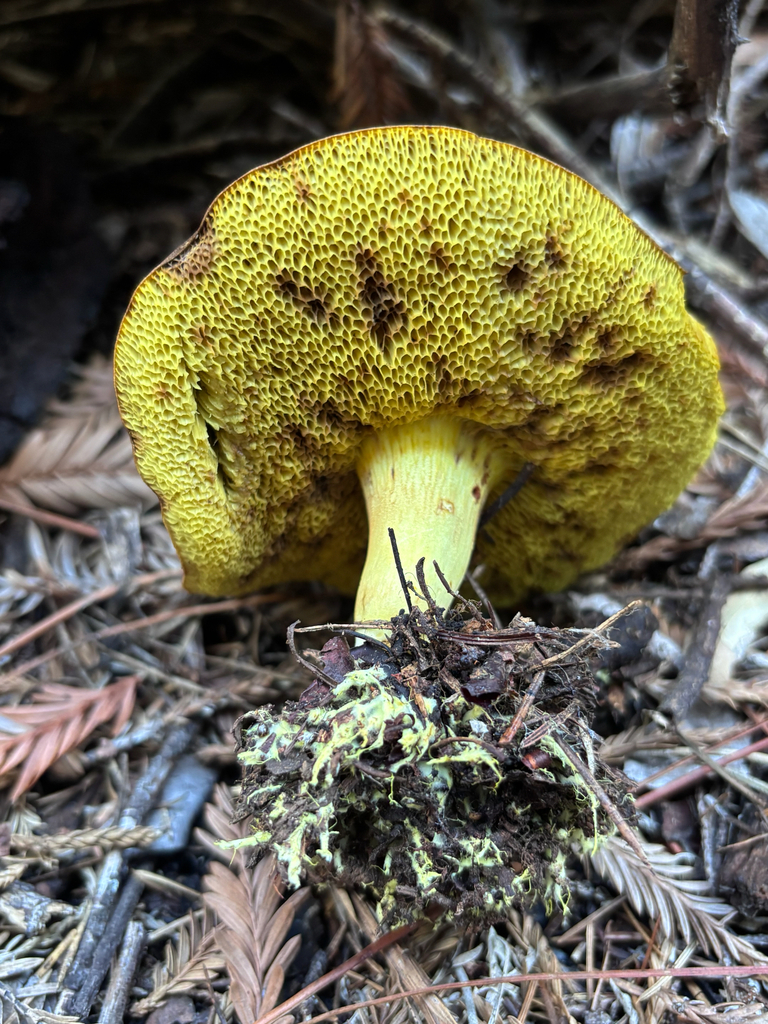 Xerocomus subtomentosus · November 2025 · photo: © reago (iNaturalist, cc-by)