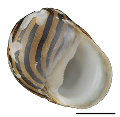 Nérite de Coromandel (Nérite zébrée) (Vittina coromandeliana)