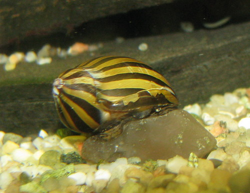 Red Racer Nerite Snail x2 (Vittina Waigiensis)