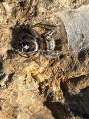 Phidippus phoenix