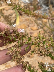Wahlenbergia tenella
