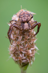 Xysticus audax