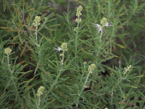 Image of Ocimum angustifolium by (c) Tony Rebelo, some rights reserved (CC BY-SA)