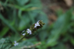 Pseudelephantopus spiralis