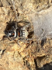 Phidippus phoenix