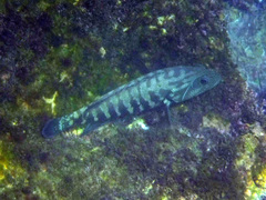 Cephalopholis panamensis