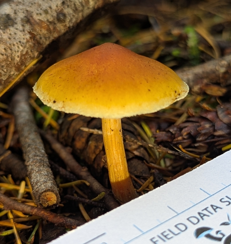 Gymnopilus aurantiophyllus · November 2025 · photo: © benkeen (iNaturalist, cc0)