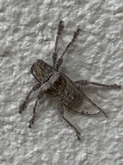 Ecyrus