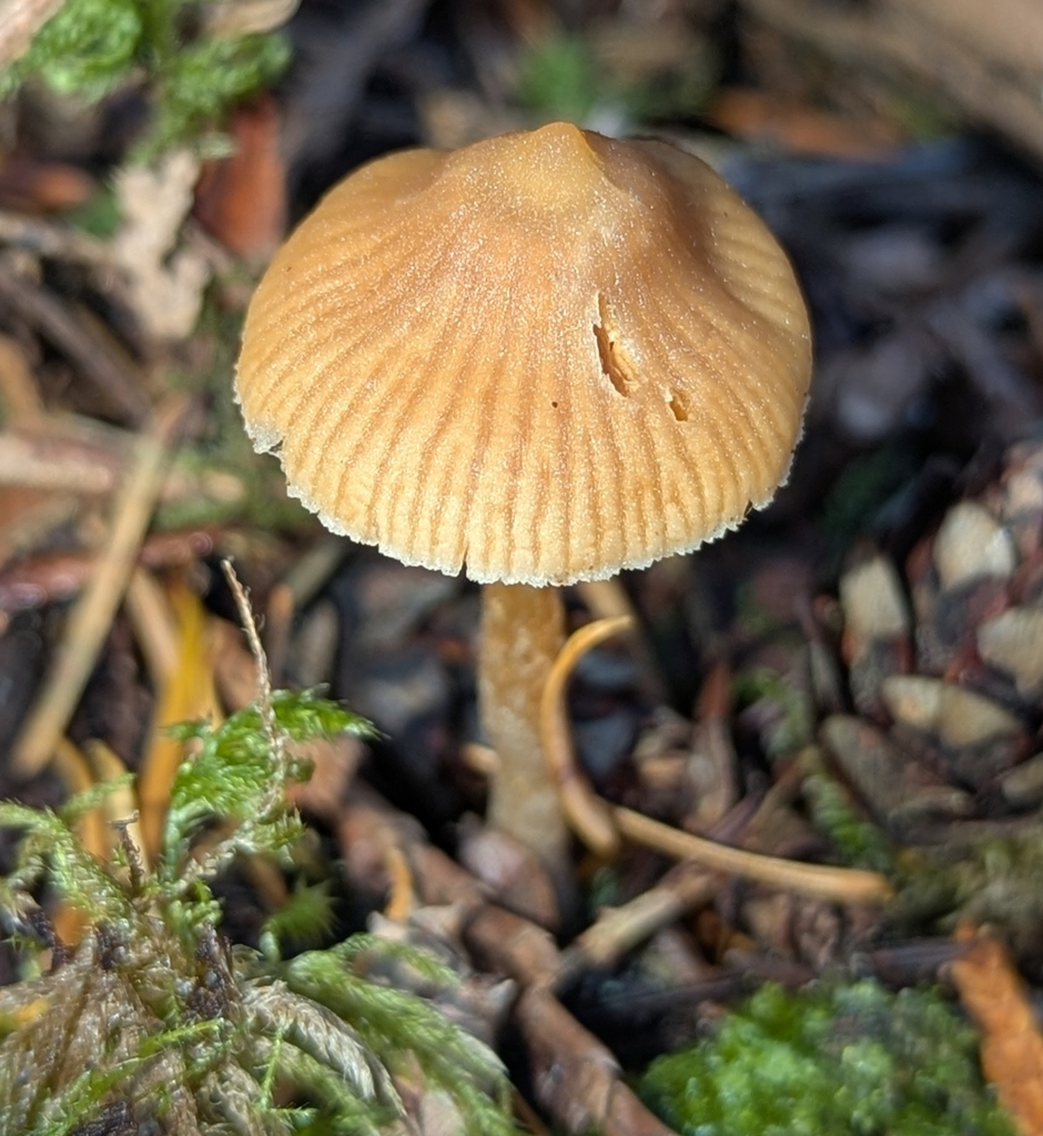 Cortinarius acutoproximus · November 2025 · photo: © benkeen (iNaturalist, cc0)