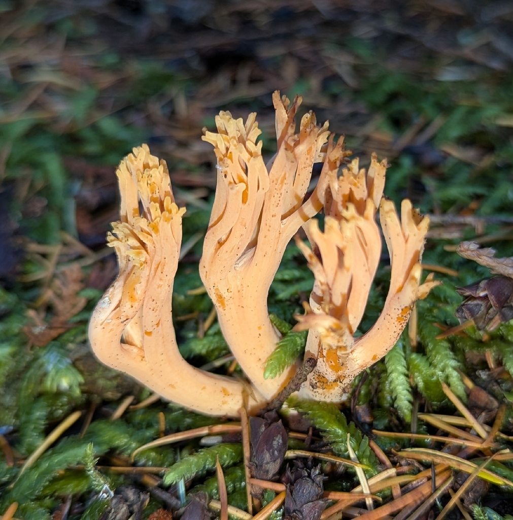 Ramaria leptoformosa