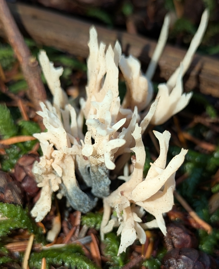 Clavulina sp. 'cinerea-PNW02' · November 2025 · photo: © benkeen (iNaturalist, cc0)