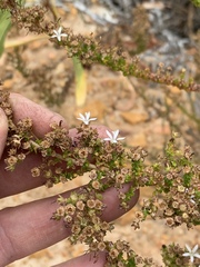 Wahlenbergia tenella