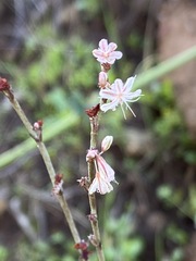 Eriogonum wrightii dentatum
