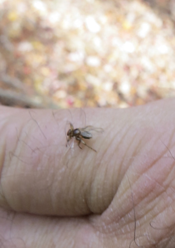 Unknown species found near Delaware County, NY, USA
