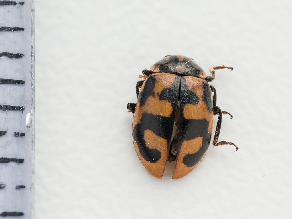 Hippodamia amoena