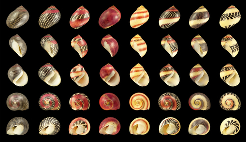 Red Racer Nerite Snail