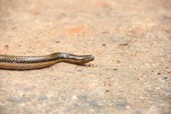 Dieurostus dussumieri