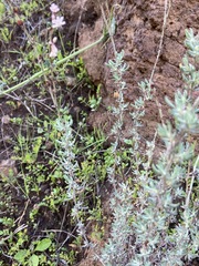 Eriogonum wrightii dentatum