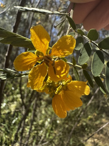 Senna coronilloides observed 2025-10-20