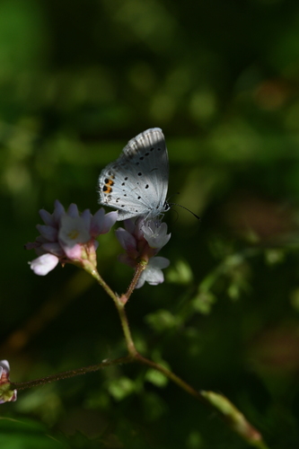 Short-tailed Blue
