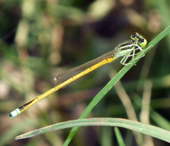 Ischnura rubilio